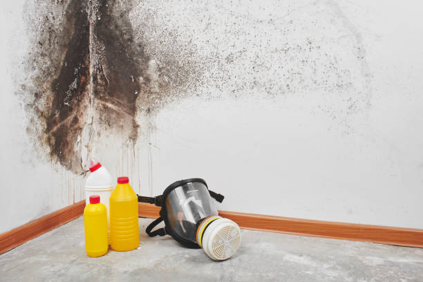 Best Fast Mold Removal  in Bowling Green, MD
