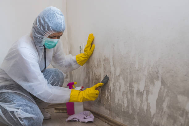 Attic Mold Removal in Bowling Green, MD