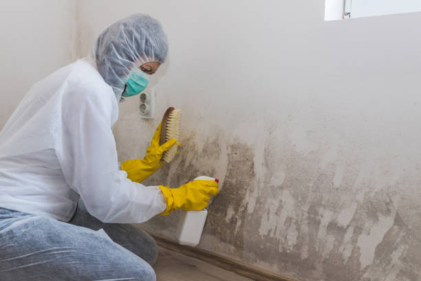 Best Professional Mold Removal  in Bowling Green, MD