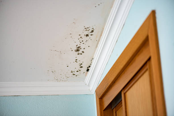 Best Mold Damage Repair  in Bowling Green, MD