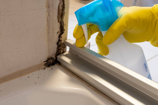 Home Mold Removal in Bowling Green, MD