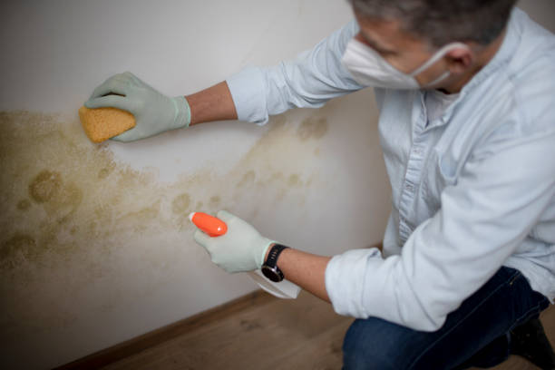 Best Mold Remediation  in Bowling Green, MD