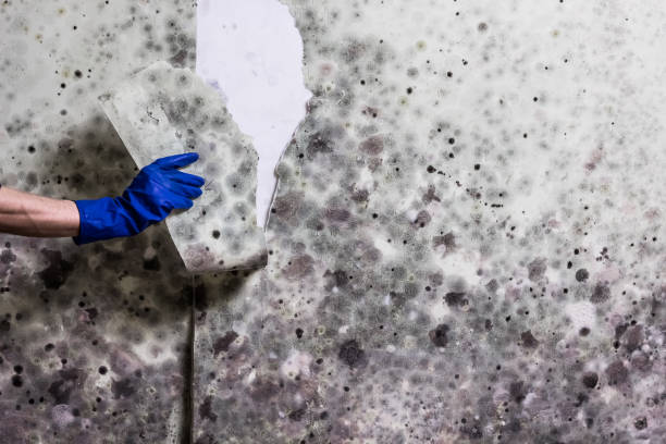 Best Attic Mold Removal  in Bowling Green, MD